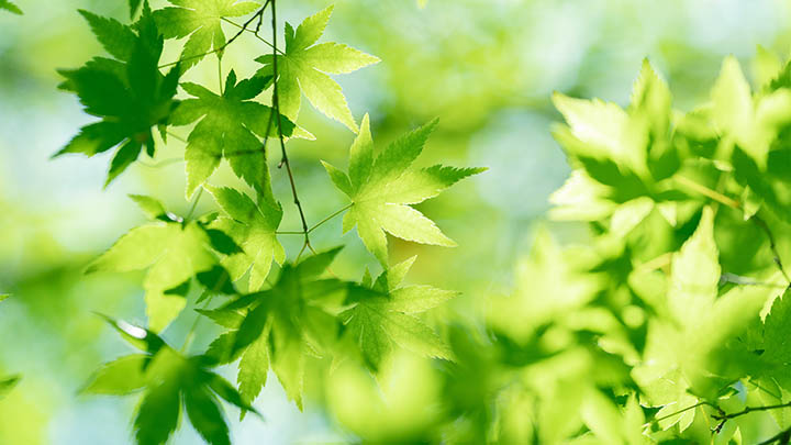 探秘黄山最轻松登山路线，领略云海奇观不累不费力