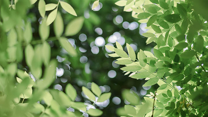 黄山两日游登山线路：一次完美的山水之约